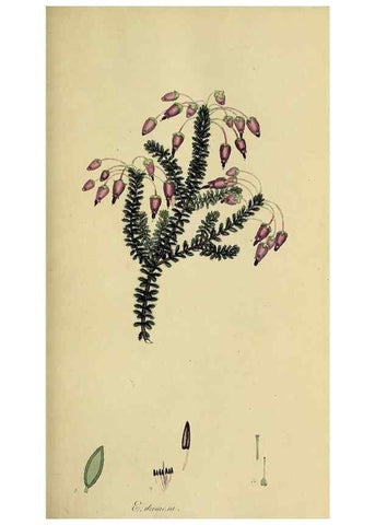 Reproducción/Reproduction 49720729611: The heathery, or, A monograph of the genus Erica :. London :Henry G. Bohn,1845.. 