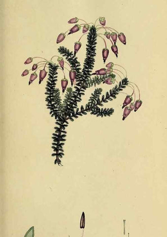 Reproducción/Reproduction 49720729611: The heathery, or, A monograph of the genus Erica :. London :Henry G. Bohn,1845.. 
