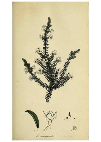 Reproducción/Reproduction 49721044847: The heathery, or, A monograph of the genus Erica :. London :Henry G. Bohn,1845.. 