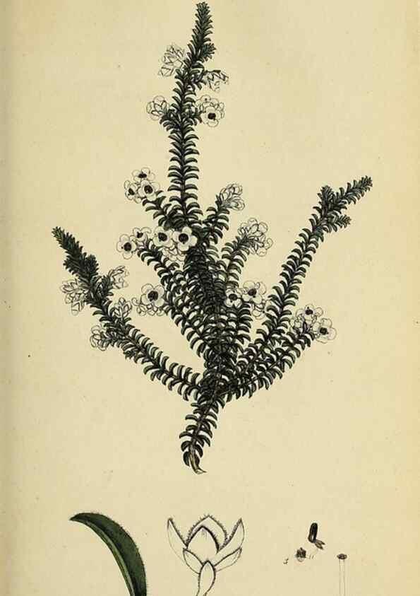 Reproducción/Reproduction 49721044847: The heathery, or, A monograph of the genus Erica :. London :Henry G. Bohn,1845.. 