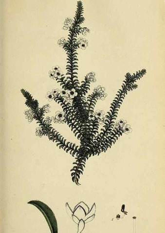Reproducción/Reproduction 49721044847: The heathery, or, A monograph of the genus Erica :. London :Henry G. Bohn,1845.. 