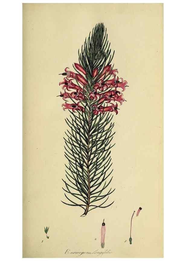 Reproducción/Reproduction 49721045222: The heathery, or, A monograph of the genus Erica :. London :Henry G. Bohn,1845.. 