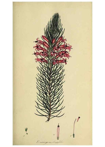 Reproducción/Reproduction 49721045222: The heathery, or, A monograph of the genus Erica :. London :Henry G. Bohn,1845.. 