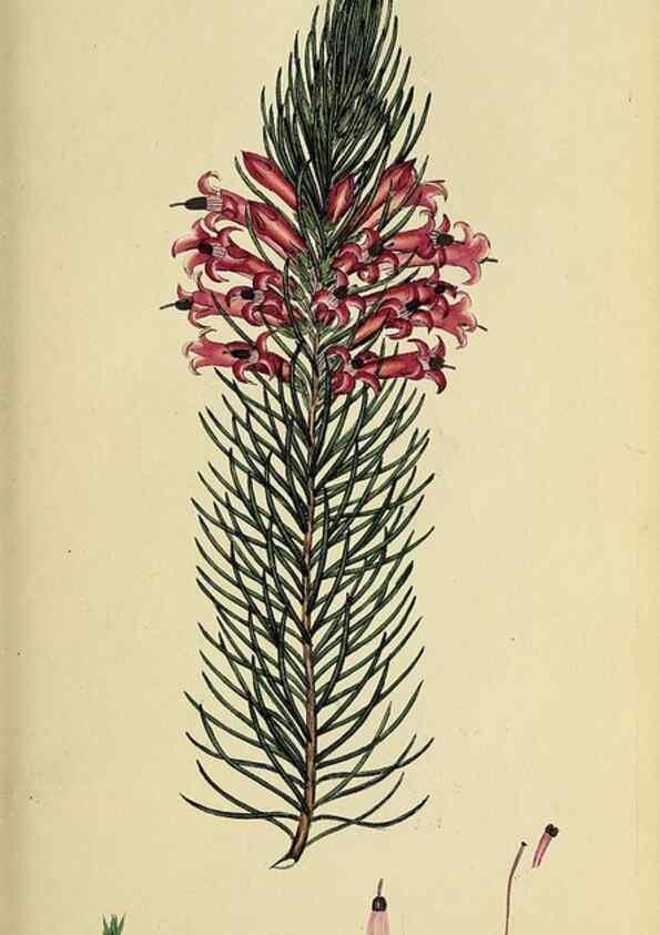 Reproducción/Reproduction 49721045222: The heathery, or, A monograph of the genus Erica :. London :Henry G. Bohn,1845.. 