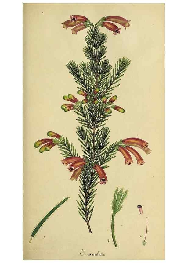 Reproducción/Reproduction 49721045537: The heathery, or, A monograph of the genus Erica :. London :Henry G. Bohn,1845.. 