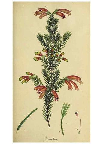 Reproducción/Reproduction 49721045537: The heathery, or, A monograph of the genus Erica :. London :Henry G. Bohn,1845.. 