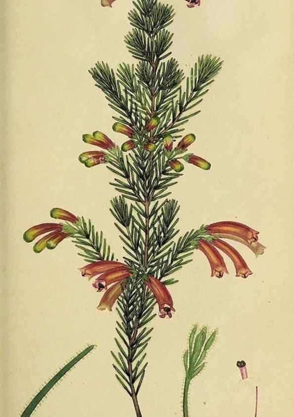Reproducción/Reproduction 49721045537: The heathery, or, A monograph of the genus Erica :. London :Henry G. Bohn,1845.. 
