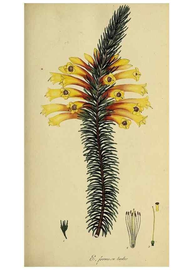 Reproducción/Reproduction 49721045892: The heathery, or, A monograph of the genus Erica :. London :Henry G. Bohn,1845.. 