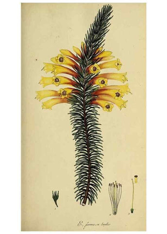 Reproducción/Reproduction 49721045892: The heathery, or, A monograph of the genus Erica :. London :Henry G. Bohn,1845.. 