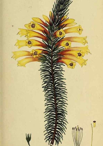 Reproducción/Reproduction 49721045892: The heathery, or, A monograph of the genus Erica :. London :Henry G. Bohn,1845.. 