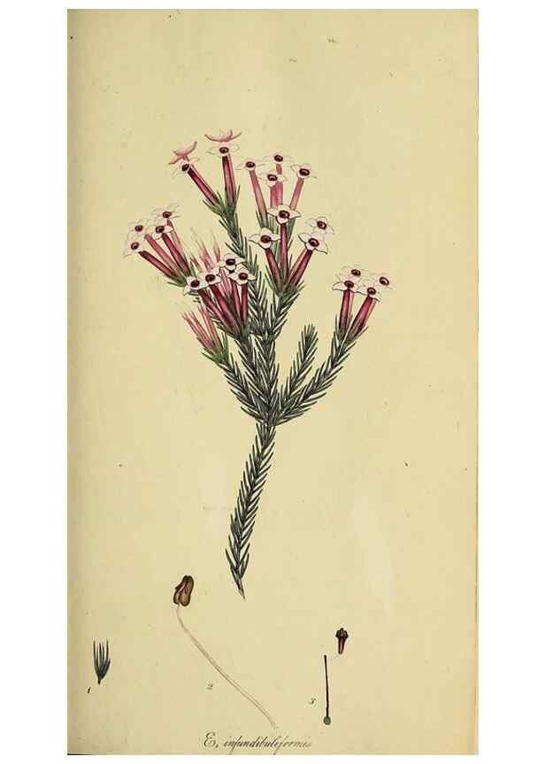 Reproducción/Reproduction 49720194393: The heathery, or, A monograph of the genus Erica :. London :Henry G. Bohn,1845.. 