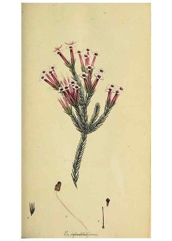 Reproducción/Reproduction 49720194393: The heathery, or, A monograph of the genus Erica :. London :Henry G. Bohn,1845.. 