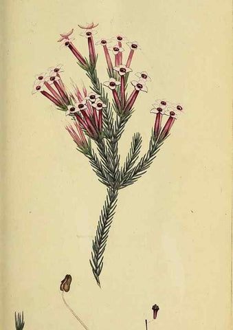 Reproducción/Reproduction 49720194393: The heathery, or, A monograph of the genus Erica :. London :Henry G. Bohn,1845.. 