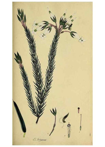 Reproducción/Reproduction 49720731501: The heathery, or, A monograph of the genus Erica :. London :Henry G. Bohn,1845.. 