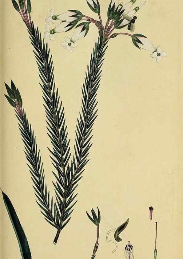 Reproducción/Reproduction 49720731501: The heathery, or, A monograph of the genus Erica :. London :Henry G. Bohn,1845.. 