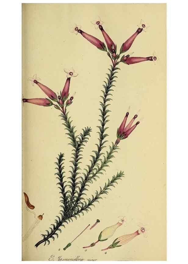 Reproducción/Reproduction 49720731766: The heathery, or, A monograph of the genus Erica :. London :Henry G. Bohn,1845.. 