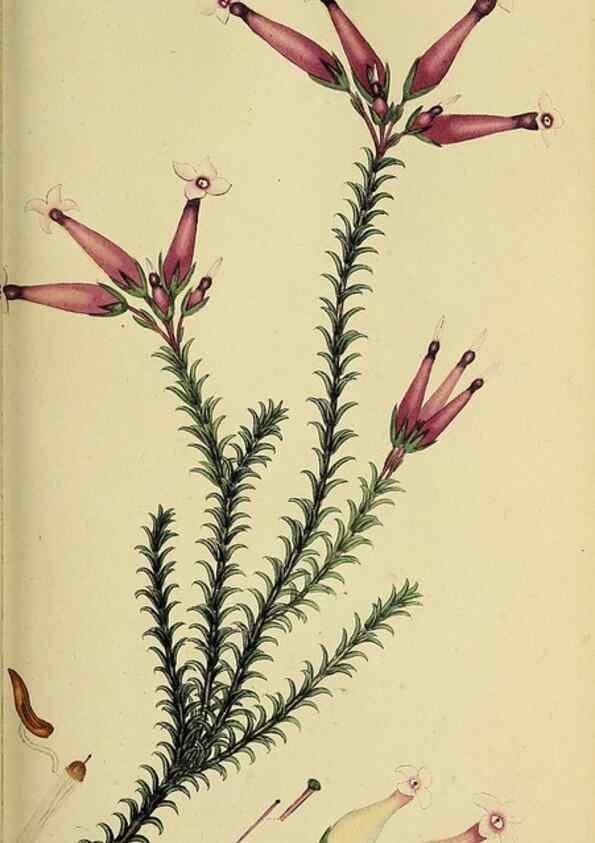 Reproducción/Reproduction 49720731766: The heathery, or, A monograph of the genus Erica :. London :Henry G. Bohn,1845.. 