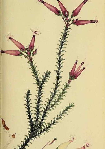Reproducción/Reproduction 49720731766: The heathery, or, A monograph of the genus Erica :. London :Henry G. Bohn,1845.. 