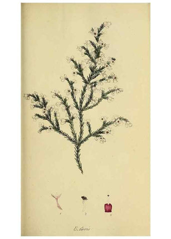 Reproducción/Reproduction 49720195238: The heathery, or, A monograph of the genus Erica :. London :Henry G. Bohn,1845.. 