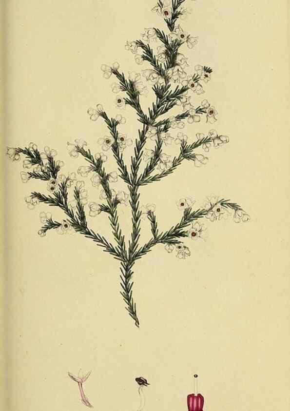 Reproducción/Reproduction 49720195238: The heathery, or, A monograph of the genus Erica :. London :Henry G. Bohn,1845.. 