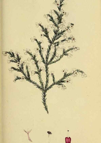 Reproducción/Reproduction 49720195238: The heathery, or, A monograph of the genus Erica :. London :Henry G. Bohn,1845.. 