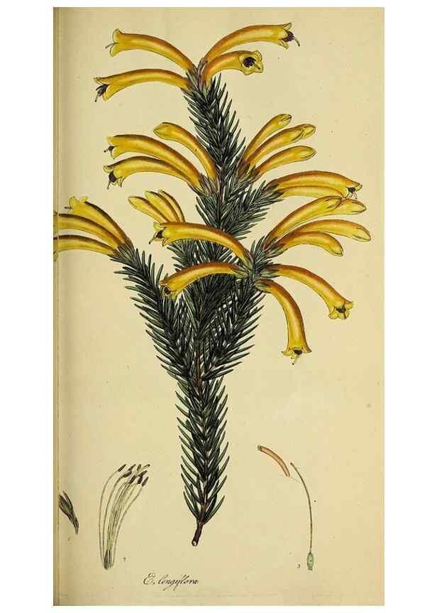 Reproducción/Reproduction 49721047317: The heathery, or, A monograph of the genus Erica :. London :Henry G. Bohn,1845.. 