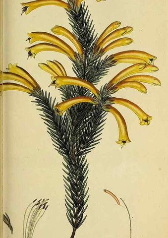 Reproducción/Reproduction 49721047317: The heathery, or, A monograph of the genus Erica :. London :Henry G. Bohn,1845.. 