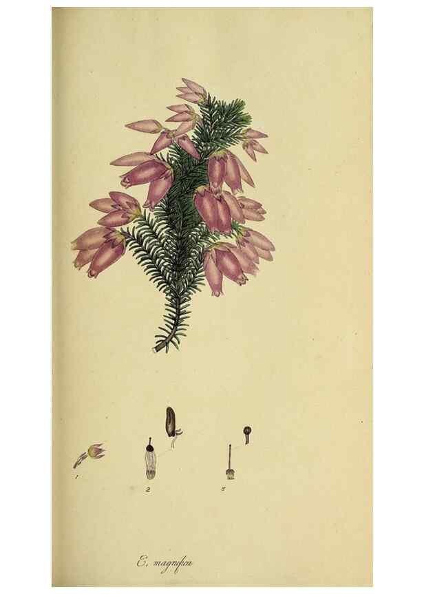 Reproducción/Reproduction 49720195848: The heathery, or, A monograph of the genus Erica :. London :Henry G. Bohn,1845.. 