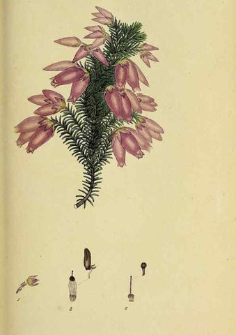 Reproducción/Reproduction 49720195848: The heathery, or, A monograph of the genus Erica :. London :Henry G. Bohn,1845.. 
