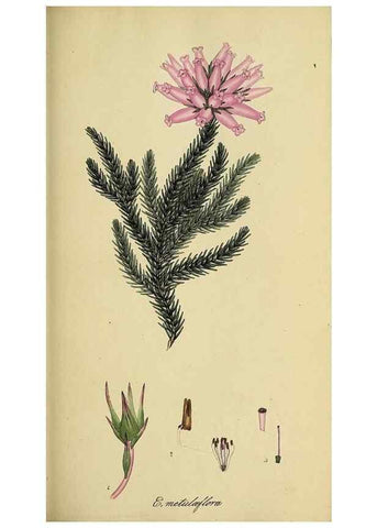 Reproducción/Reproduction 49720196098: The heathery, or, A monograph of the genus Erica :. London :Henry G. Bohn,1845.. 
