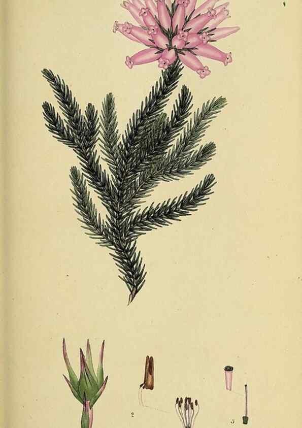 Reproducción/Reproduction 49720196098: The heathery, or, A monograph of the genus Erica :. London :Henry G. Bohn,1845.. 