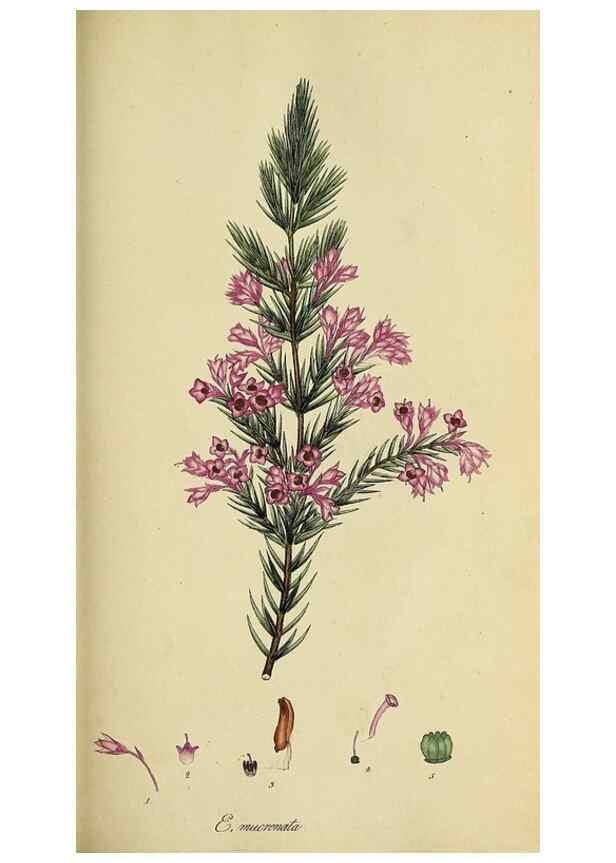 Reproducción/Reproduction 49720733206: The heathery, or, A monograph of the genus Erica :. London :Henry G. Bohn,1845.. 