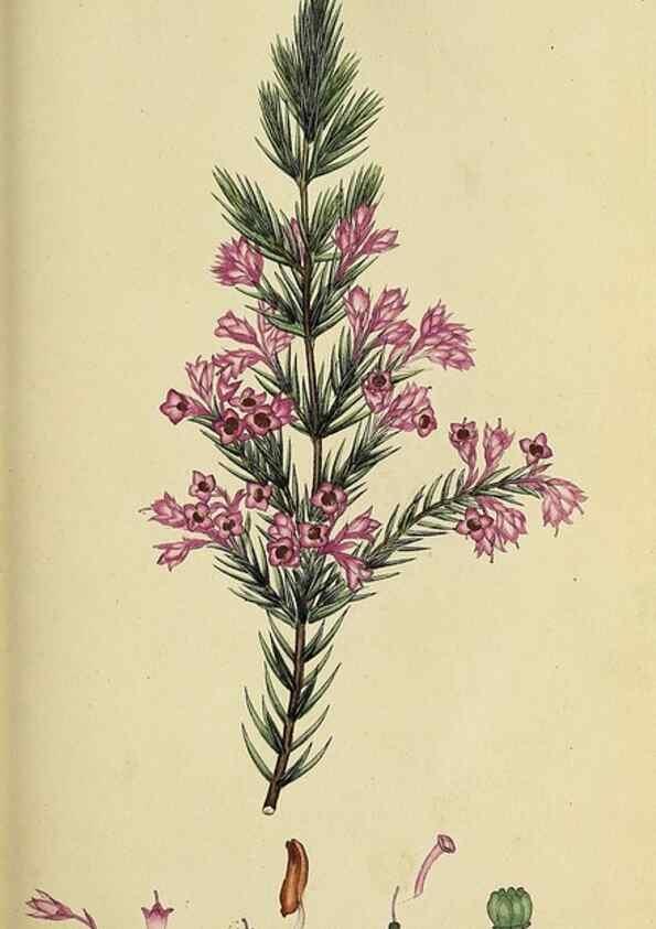 Reproducción/Reproduction 49720733206: The heathery, or, A monograph of the genus Erica :. London :Henry G. Bohn,1845.. 