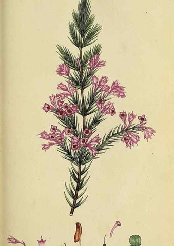 Reproducción/Reproduction 49720733206: The heathery, or, A monograph of the genus Erica :. London :Henry G. Bohn,1845.. 