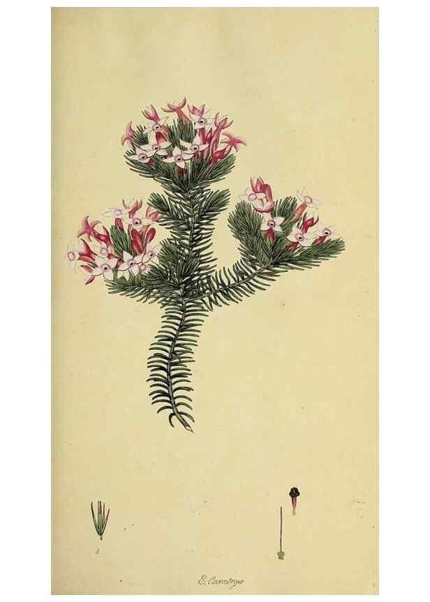 Reproducción/Reproduction 49720728516: The heathery, or, A monograph of the genus Erica :. London :Henry G. Bohn,1845.. 