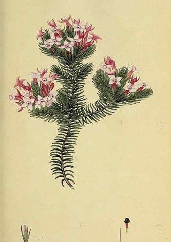 Reproducción/Reproduction 49720728516: The heathery, or, A monograph of the genus Erica :. London :Henry G. Bohn,1845.. 
