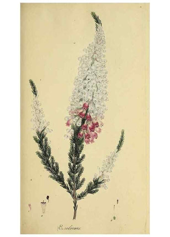 Reproducción/Reproduction 49720191258: The heathery, or, A monograph of the genus Erica :. London :Henry G. Bohn,1845.. 