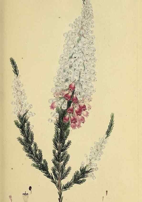 Reproducción/Reproduction 49720191258: The heathery, or, A monograph of the genus Erica :. London :Henry G. Bohn,1845.. 
