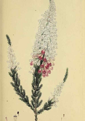 Reproducción/Reproduction 49720191258: The heathery, or, A monograph of the genus Erica :. London :Henry G. Bohn,1845.. 