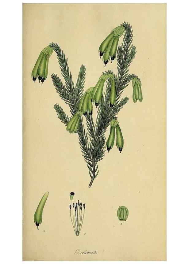 Reproducción/Reproduction 49721042572: The heathery, or, A monograph of the genus Erica :. London :Henry G. Bohn,1845.. 