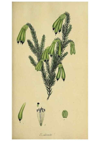 Reproducción/Reproduction 49721042572: The heathery, or, A monograph of the genus Erica :. London :Henry G. Bohn,1845.. 