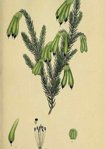Reproducción/Reproduction 49721042572: The heathery, or, A monograph of the genus Erica :. London :Henry G. Bohn,1845.. 