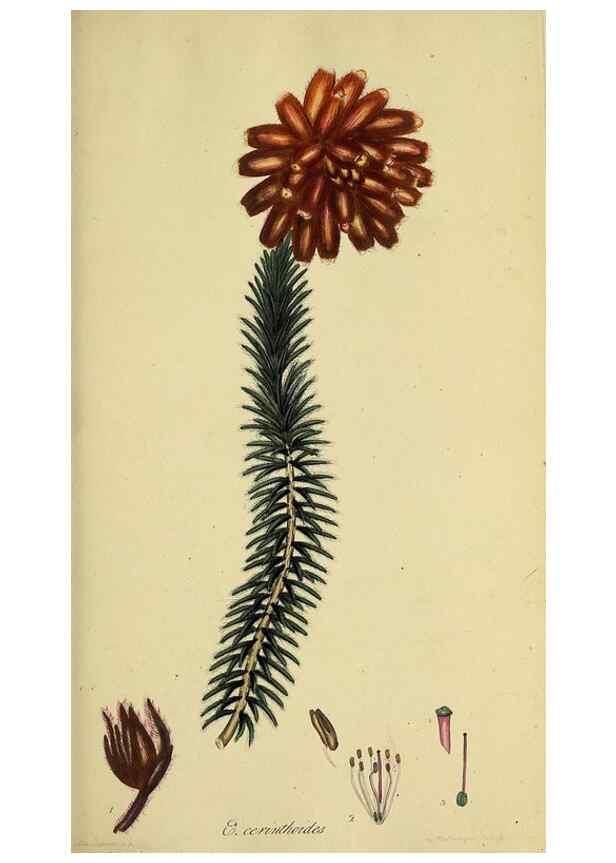 Reproducción/Reproduction 49720727021: The heathery, or, A monograph of the genus Erica :. London :Henry G. Bohn,1845.. 