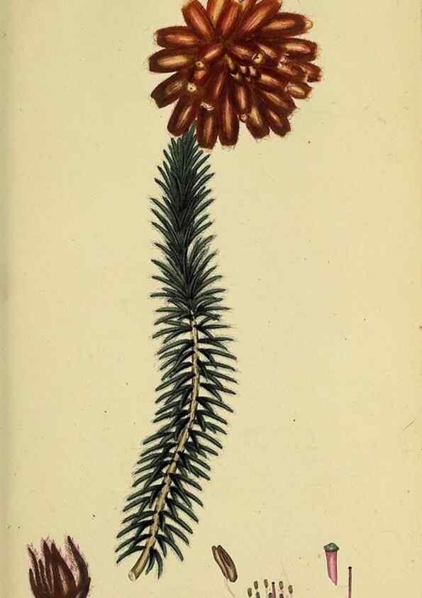 Reproducción/Reproduction 49720727021: The heathery, or, A monograph of the genus Erica :. London :Henry G. Bohn,1845.. 