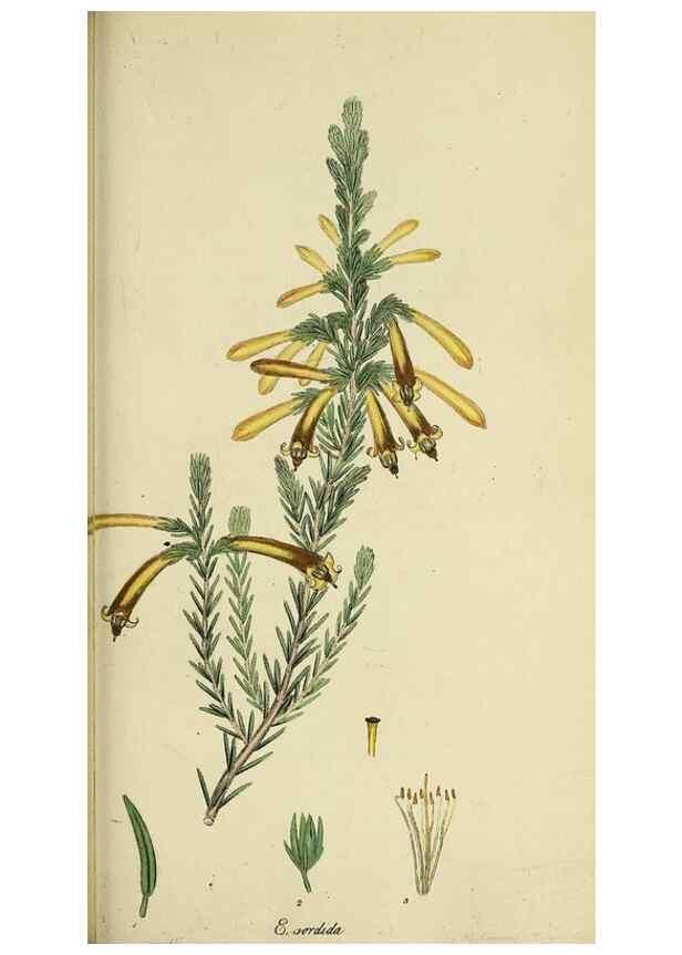 Reproducción/Reproduction 49720116438: The heathery, or, A monograph of the genus Erica :. London :Henry G. Bohn,1845.. 