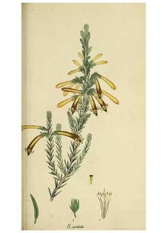 Reproducción/Reproduction 49720116438: The heathery, or, A monograph of the genus Erica :. London :Henry G. Bohn,1845.. 