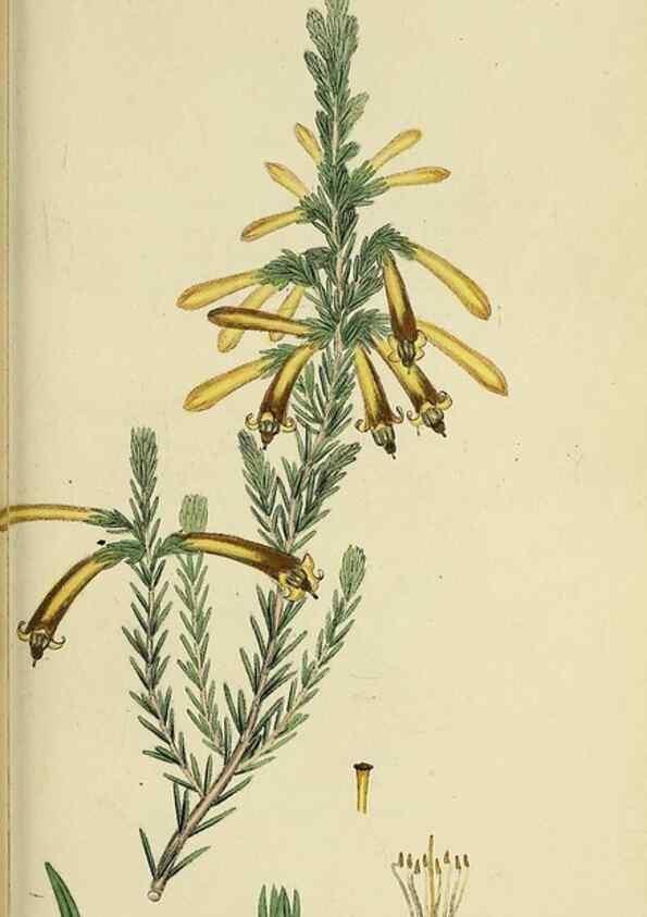 Reproducción/Reproduction 49720116438: The heathery, or, A monograph of the genus Erica :. London :Henry G. Bohn,1845.. 