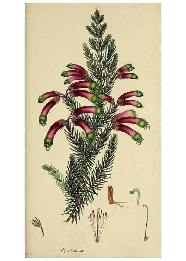 Reproducción/Reproduction 49720116733: The heathery, or, A monograph of the genus Erica :. London :Henry G. Bohn,1845.. 