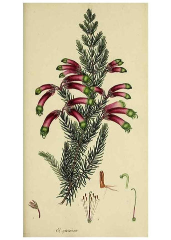 Reproducción/Reproduction 49720116733: The heathery, or, A monograph of the genus Erica :. London :Henry G. Bohn,1845.. 