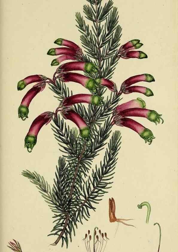 Reproducción/Reproduction 49720116733: The heathery, or, A monograph of the genus Erica :. London :Henry G. Bohn,1845.. 